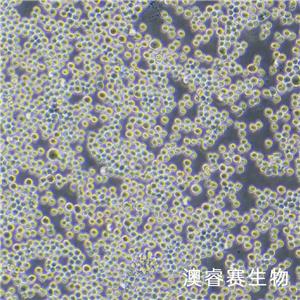 Sf9（昆虫卵巢细胞）,Sf9