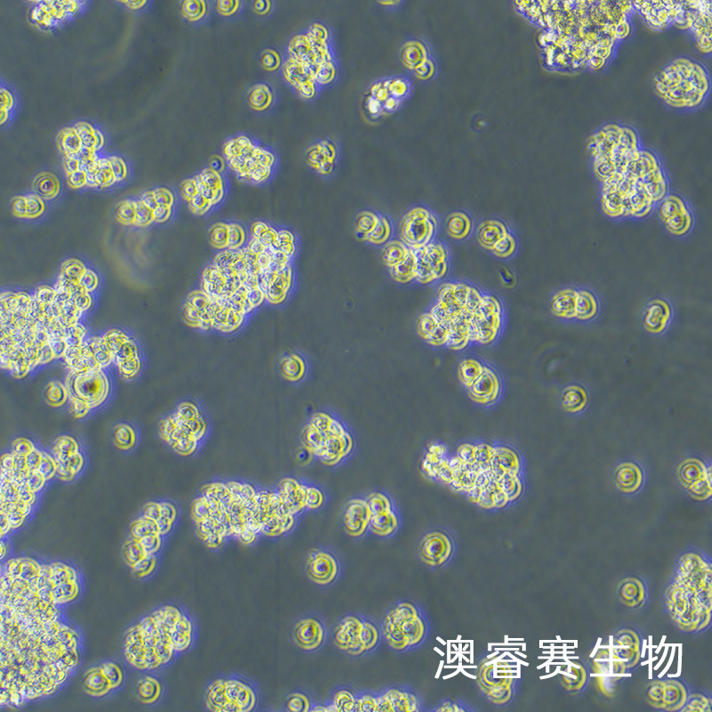 NR8383 [AgC11x3A; NR8383.1]（大鼠肺泡巨噬細(xì)胞）,NR8383 [AgC11x3A; NR8383.1]