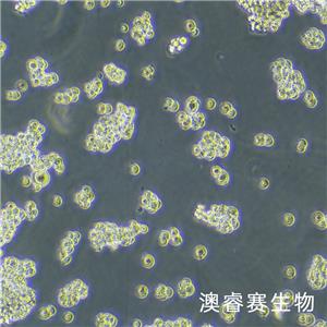 NR8383 [AgC11x3A; NR8383.1]（大鼠肺泡巨噬細(xì)胞）