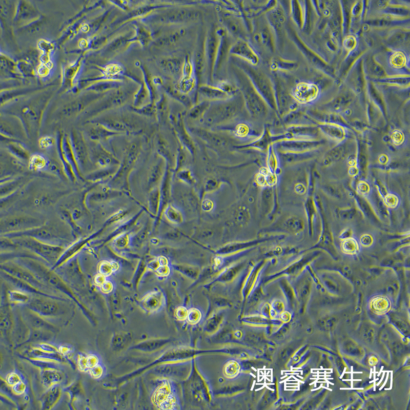 MDA-MB-231（人乳腺癌細胞）,MDA-MB-231