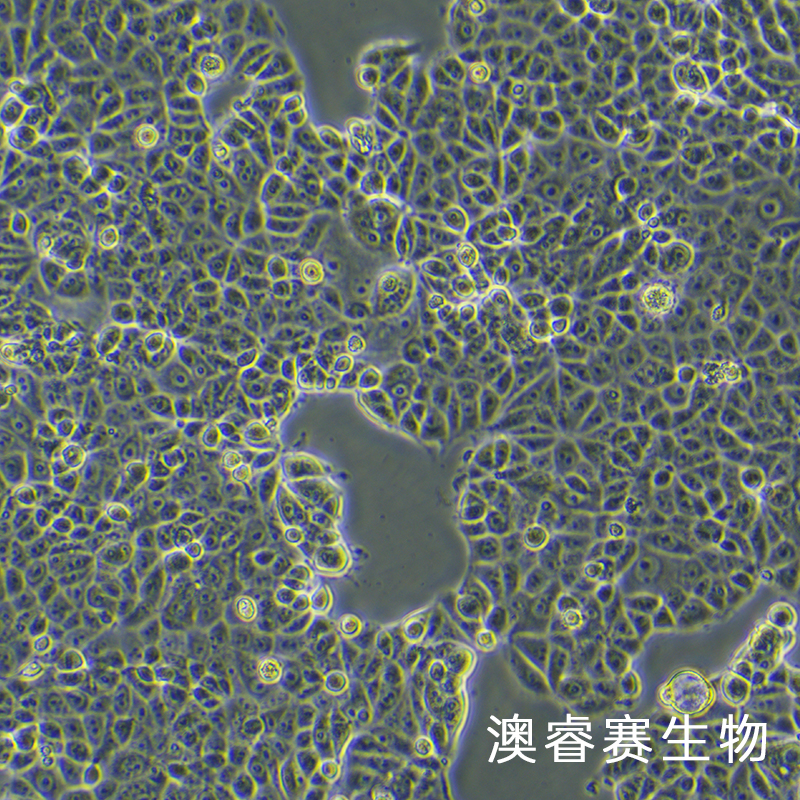 MCF7 [MCF-7]（人乳腺癌细胞）,MCF7 [MCF-7]