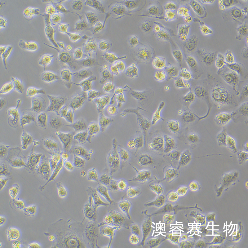 LLC-MK2（恒河猴腎細(xì)胞）,LLC-MK2