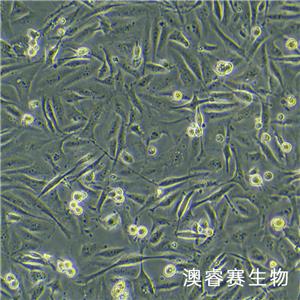 MDA-MB-231（人乳腺癌細胞）,MDA-MB-231