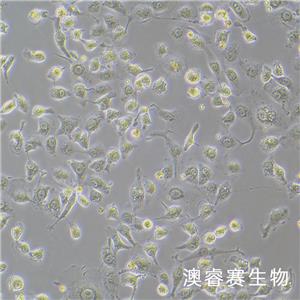 LLC-MK2（恒河猴腎細(xì)胞）,LLC-MK2