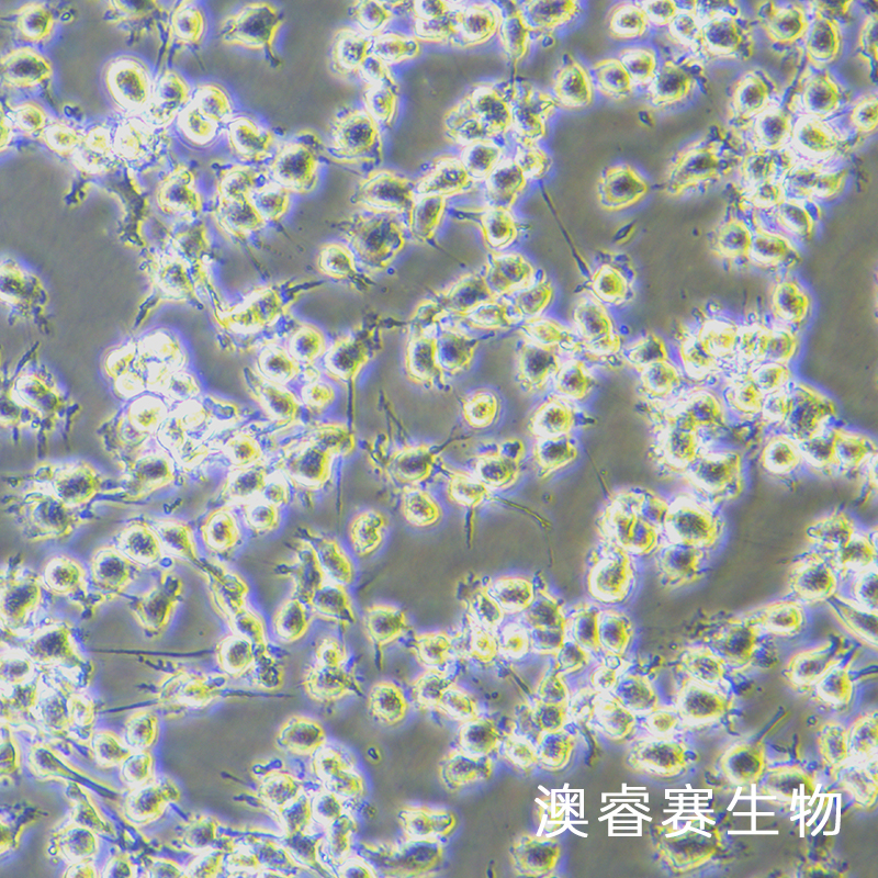 L6（大鼠成肌細(xì)胞）,L6