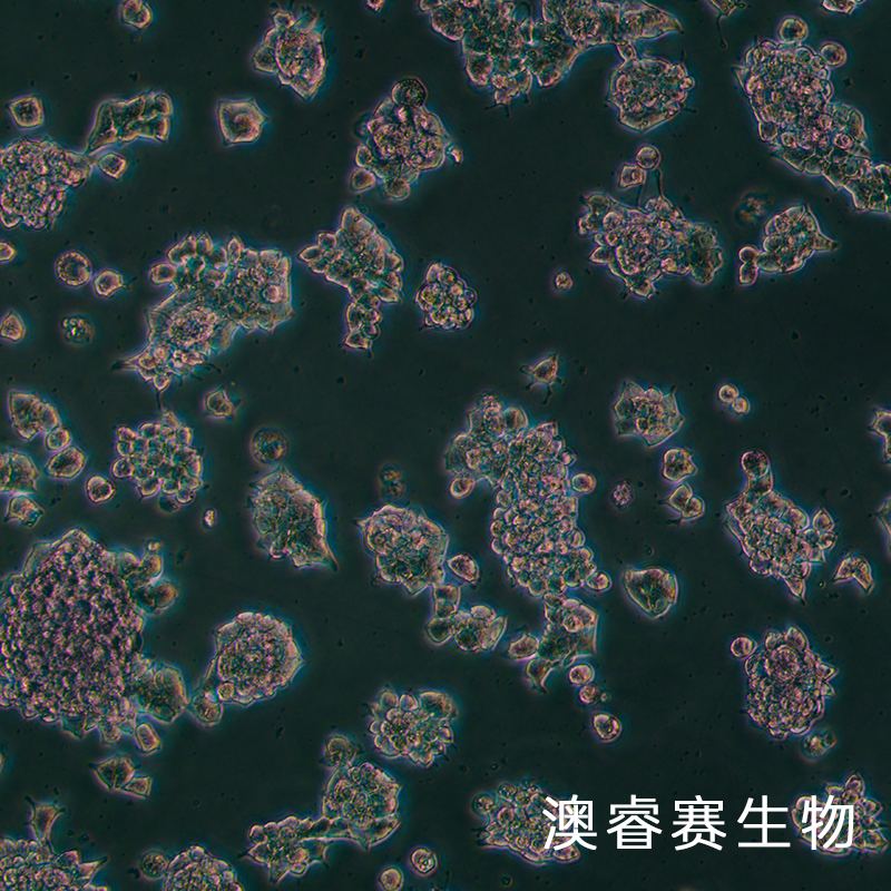 AR42J（大鼠胰腺外分泌细胞）,AR42J