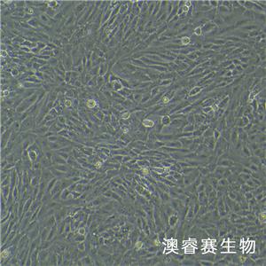 HSC-T6（大鼠肝星形细胞）