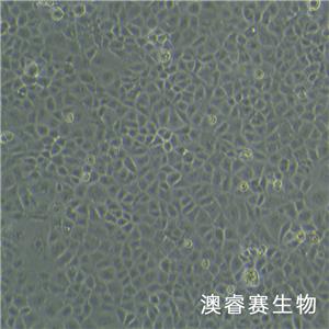HK-2（人肾皮质近曲小管上皮细胞）