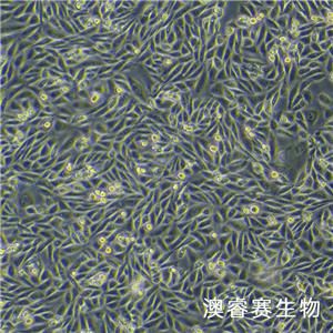 HFL1（人胚肺成纖維細(xì)胞）