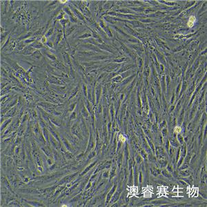 H9c2（大鼠心肌細(xì)胞）