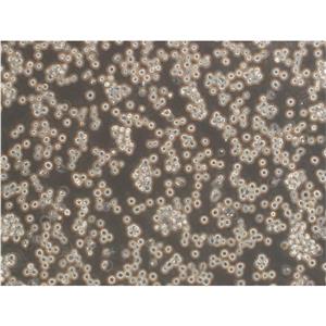 HepG2-GFP Cells人肝癌细胞源头保种库|STR图谱