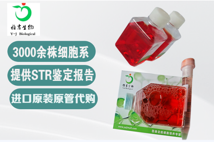 人T急性淋巴細胞白血病細胞HPB-ALL,HPB-ALL