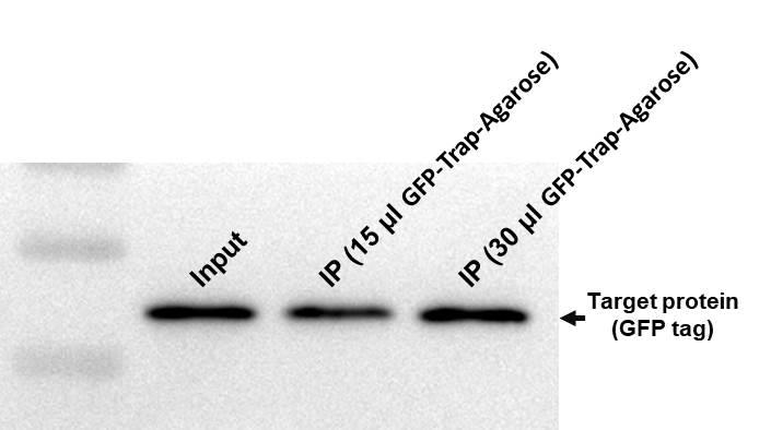 GFP-Trap-Agarose,GFP-Trap-Agarose