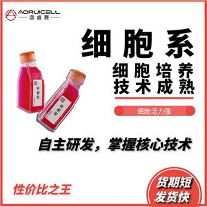 HEK-293（人胚肾细胞）,HEK-293