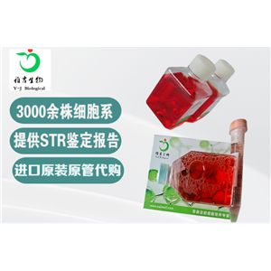 人T急性淋巴細胞白血病細胞HPB-ALL,HPB-ALL