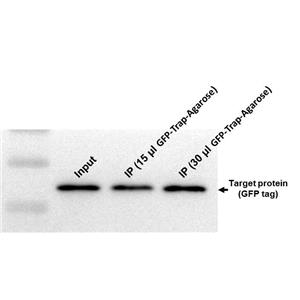 GFP-Trap-Agarose,GFP-Trap-Agarose
