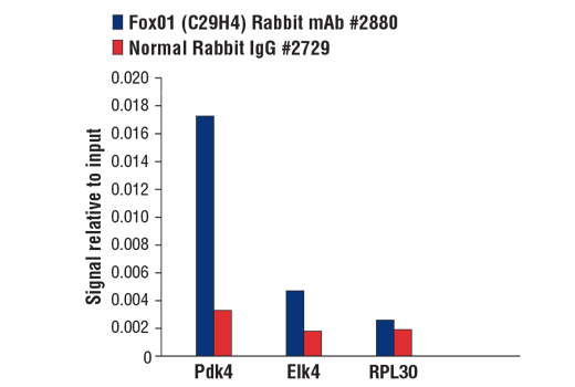 蛋白 O1（C29H4）兔单克隆抗体,FoxO1 (C29H4) Rabbit mAb