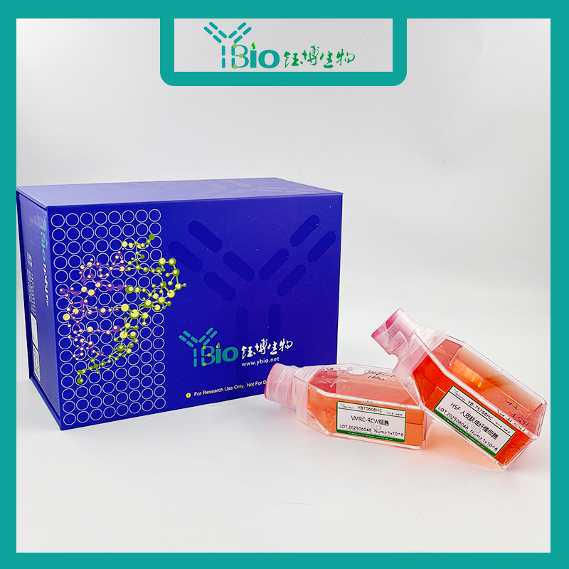 22RV1 (人前列腺癌细胞)  YB-71004HC,22RV1