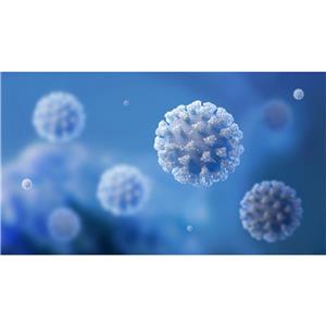 TSHR抗体促甲状腺激素受体抗体,TSHR antibody