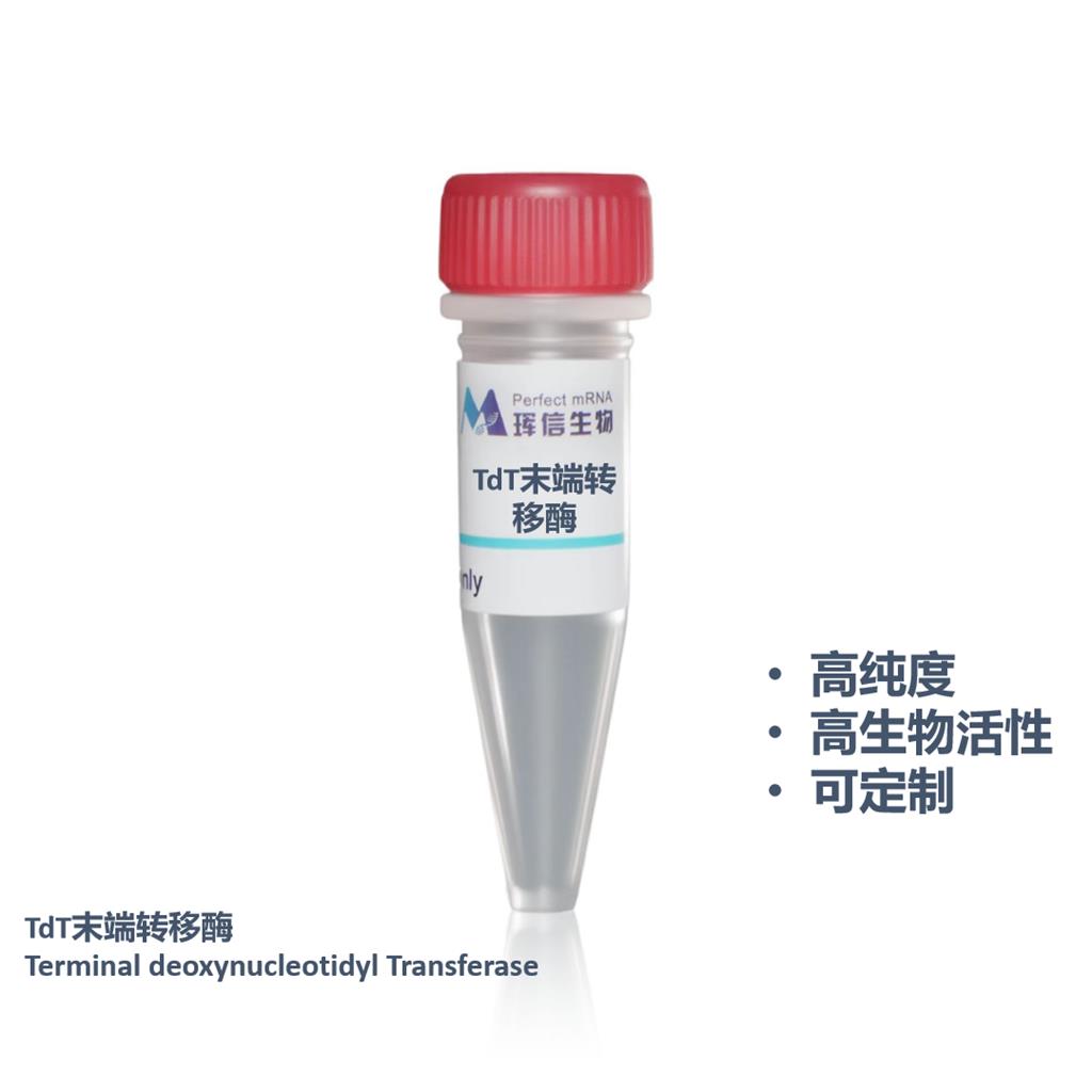 TdT末端转移酶,TdT(Terminal deoxynucleotidyl Transferase)