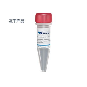 EPO mRNA（N1-Me-pUTP），凍干
