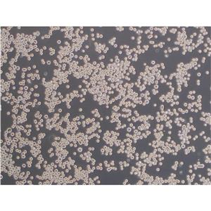 MeT-5A Cells人间皮细胞种子库代次低