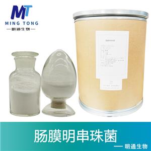 腸膜明串珠菌,Leuconostoc mesenteroides