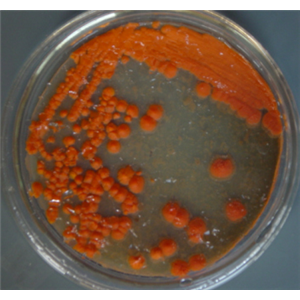 Micromonospora Brunnescens