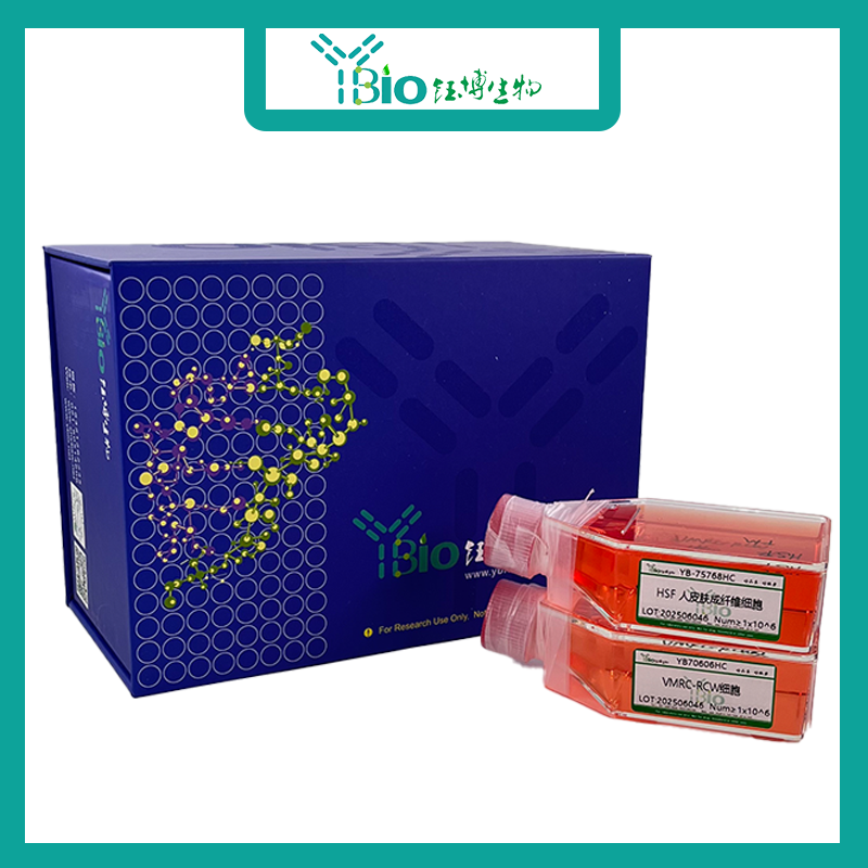 WISH（人羊膜细胞）YB-71244HC,WISH