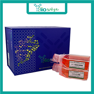 WISH（人羊膜细胞）YB-71244HC,WISH