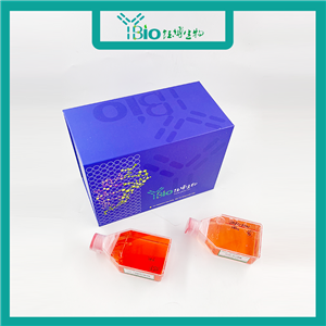 Chang liver（人张氏肝细胞）YB-71329HC,Chang liver