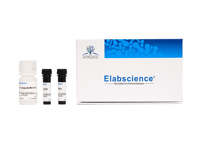 Elabscience Annexin V-Elab Fluor? 488 / 7-AAD细胞凋亡检测试剂盒-E-CK-A238,Annexin V-Elab Fluor 488/7-AAD Apoptosis Kit