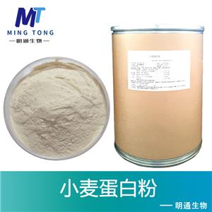 小麦蛋白粉厂家