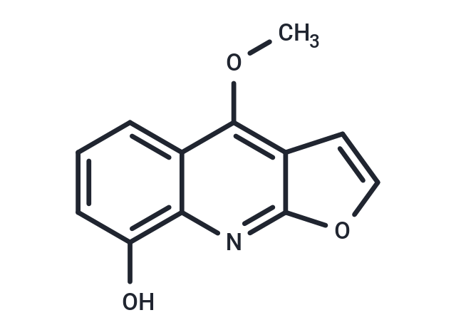 大葉桉亭,Robustine