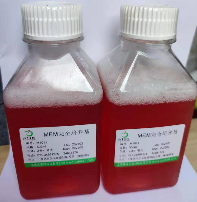 人II型肺泡上皮細(xì)胞