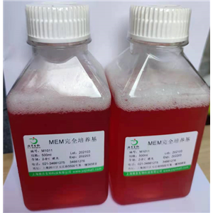 人II型肺泡上皮細(xì)胞