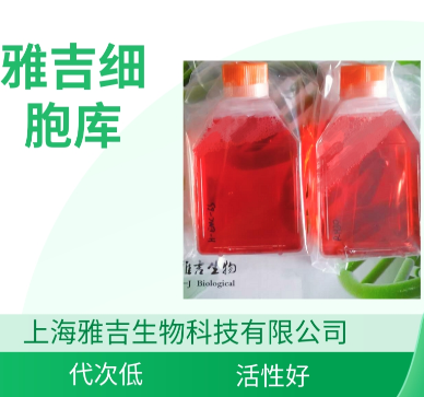 HT29-MTX-E12细胞,HT29-MTX-E12