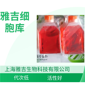 HT29-MTX-E12细胞,HT29-MTX-E12