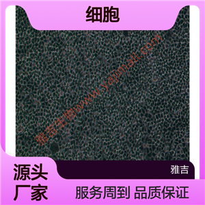 癌J82人膀胱移行细胞