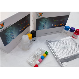 人NADPH氧化酶2(NOX2)ELISA检测试剂盒