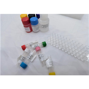 人Ⅺ型胶原α1(COL11α1)ELISA检测试剂盒,Human Collagen Type XI Alpha 1 (COL11a1) ELISA Kit