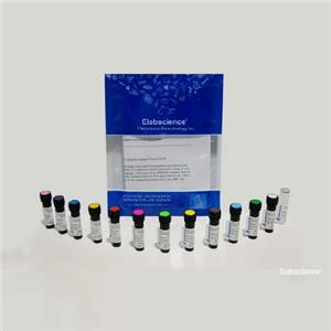 PE標記抗小鼠IFN-γ抗體[XMG1.2]Elabscience流式抗體-E-AB-F1101D,PE Anti-Mouse IFN-γ Antibody[XMG1.2