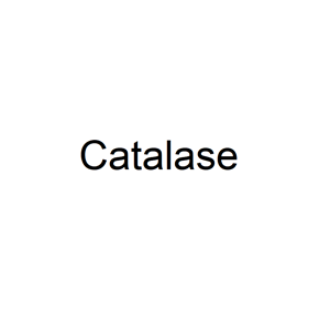 過氧化氫酶,Catalase