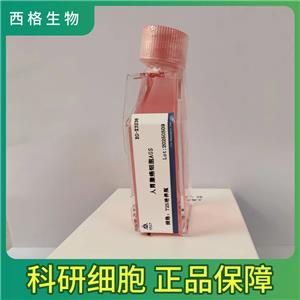 HCC1187人乳腺癌細(xì)胞,HCC1187