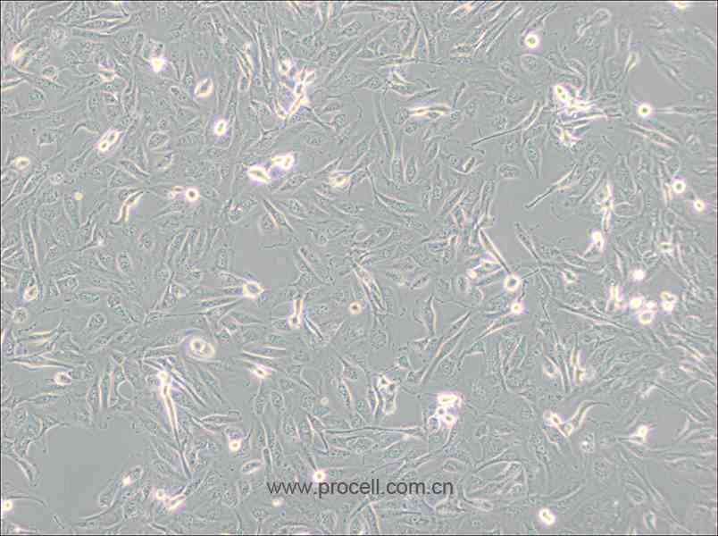786-O 細胞[786-0細胞] (人腎透明細胞腺癌細胞) (STR鑒定正確)CL-0010,786-O [786-0] Cells Line;786-o;786O;786-0;786.O;786-O RCC;RCC 786-O;RCC_7860;RCC 7860;7860;786-0WT