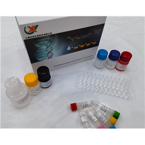 大鼠F框特有蛋白32 (FBXO32) ELISA试剂盒