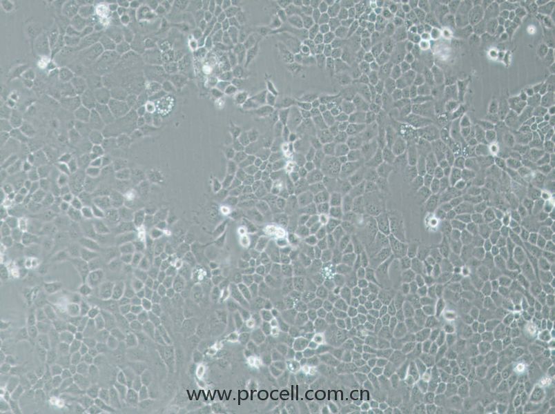 A-253細(xì)胞 (人頜下腺表皮癌細(xì)胞) (STR鑒定正確)CL-0860,A-253 Cells Line  ;A 253;A253