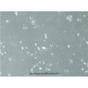 A-253細(xì)胞 (人頜下腺表皮癌細(xì)胞) (STR鑒定正確)CL-0860,A-253 Cells Line  ;A 253;A253