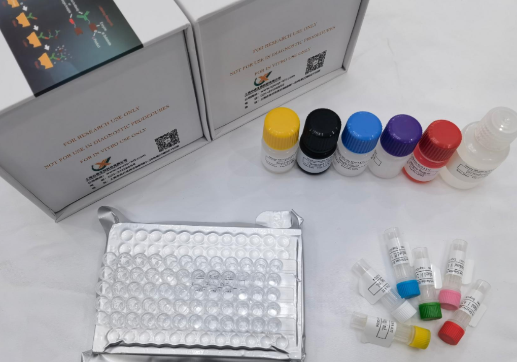 大鼠内皮素B受体(ETBR)快速检测ELISA试剂盒,Rat ETBR (Endothelin B receptor) QuickTest ELISA Kit