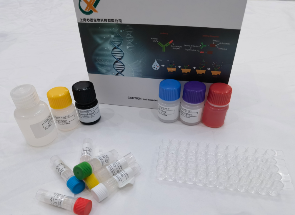 大鼠多巴胺脫羧酶(DDC)快速檢測(cè)ELISA試劑盒,Rat DDC (Dopamine Decarboxylase) QuickTest ELISA Kit